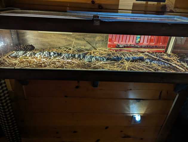 Sasquatch Poop. Oh, yes, that's a sasquatch poop