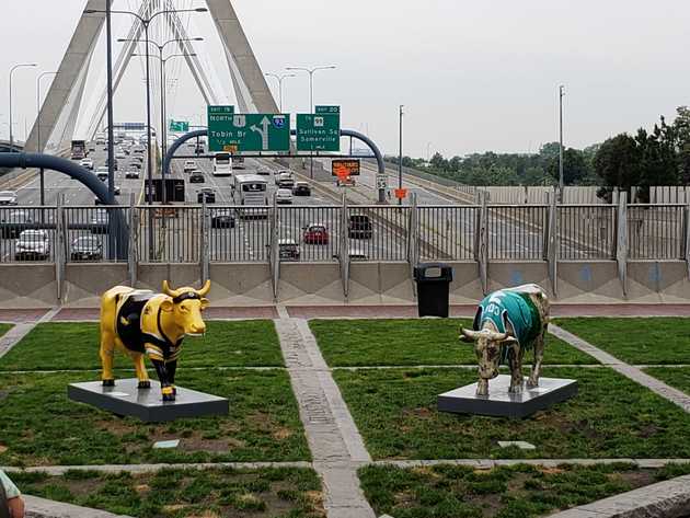 Bruins and Celtics bulls