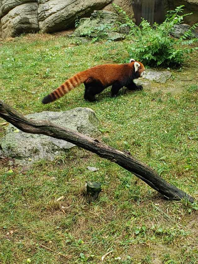 A red panda