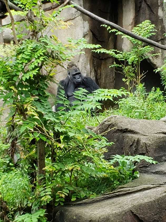 Gorilla in the trees
