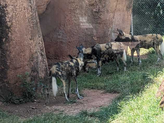 African painted dogs
