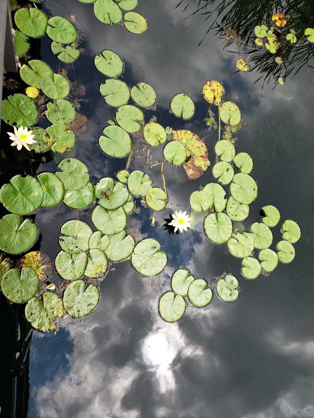 The pond where C's shoe went swimming