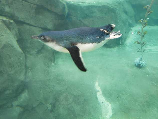 A little blue penguin