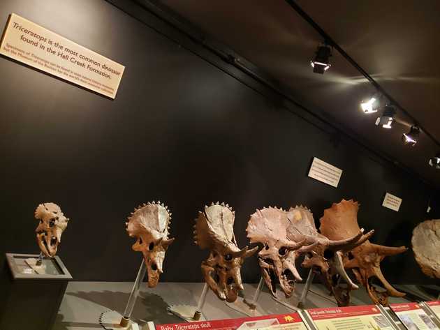 So many Triceratops heads